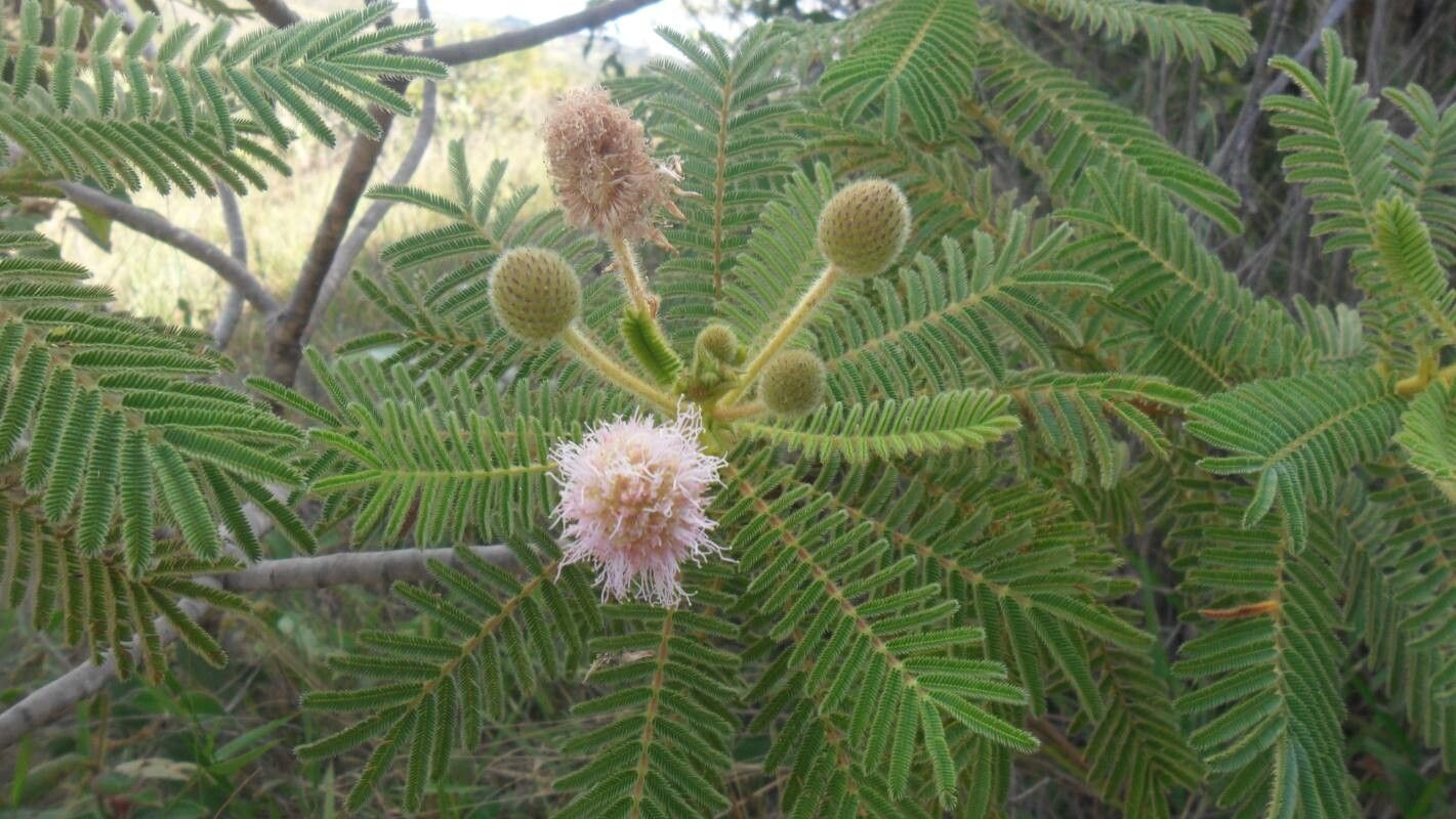 Mimosa regina flower