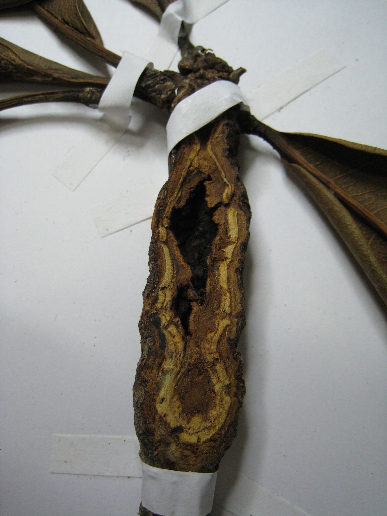 Terminalia aubletii other