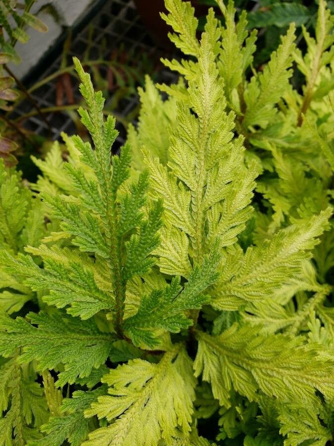 Selaginella haematodes — search result for 'Selaginella'