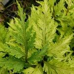 Selaginella haematodes