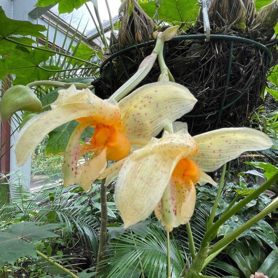 Stanhopea pseudoradiosa — search result for 'Stanhopea'