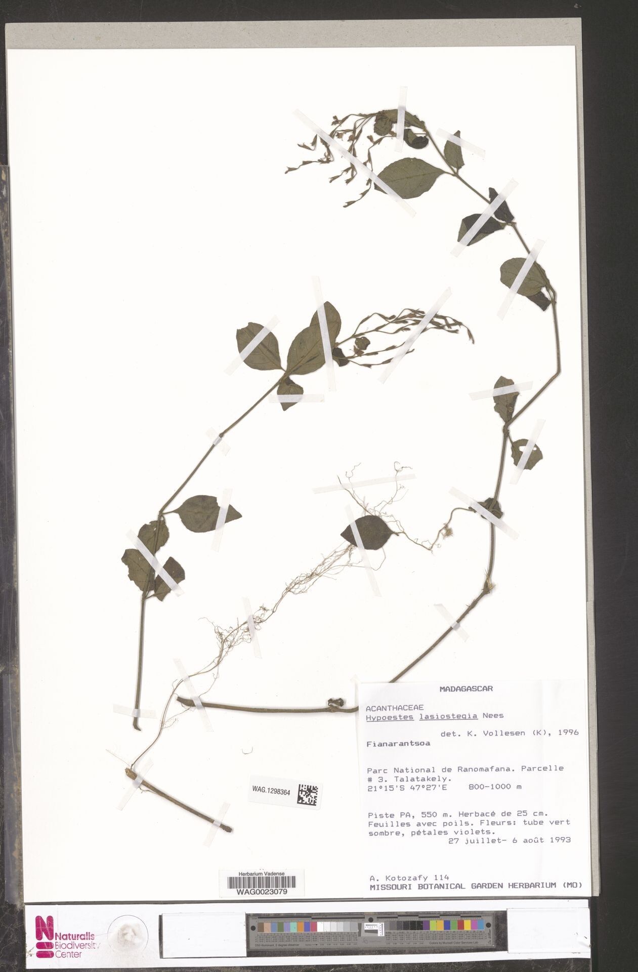 Hypoestes lasiostegia — houseplant care guide