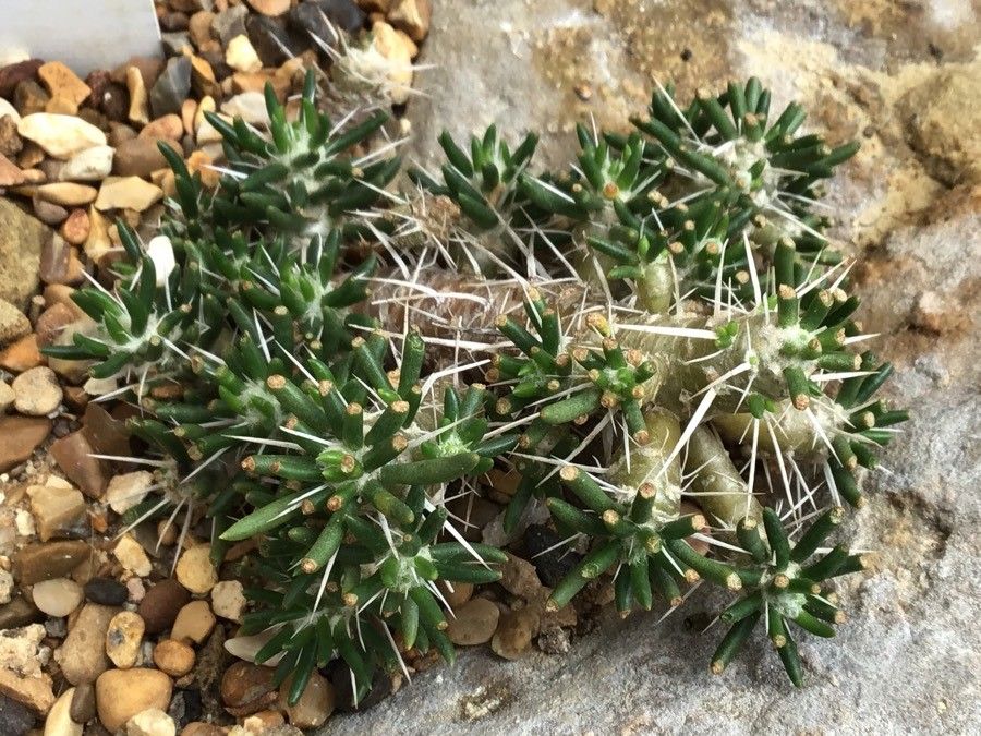 Maihuenia poeppigii — houseplant care guide