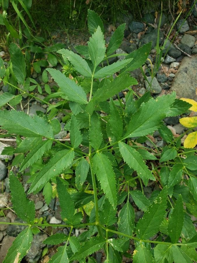 Angelica arguta — related species from the same genus