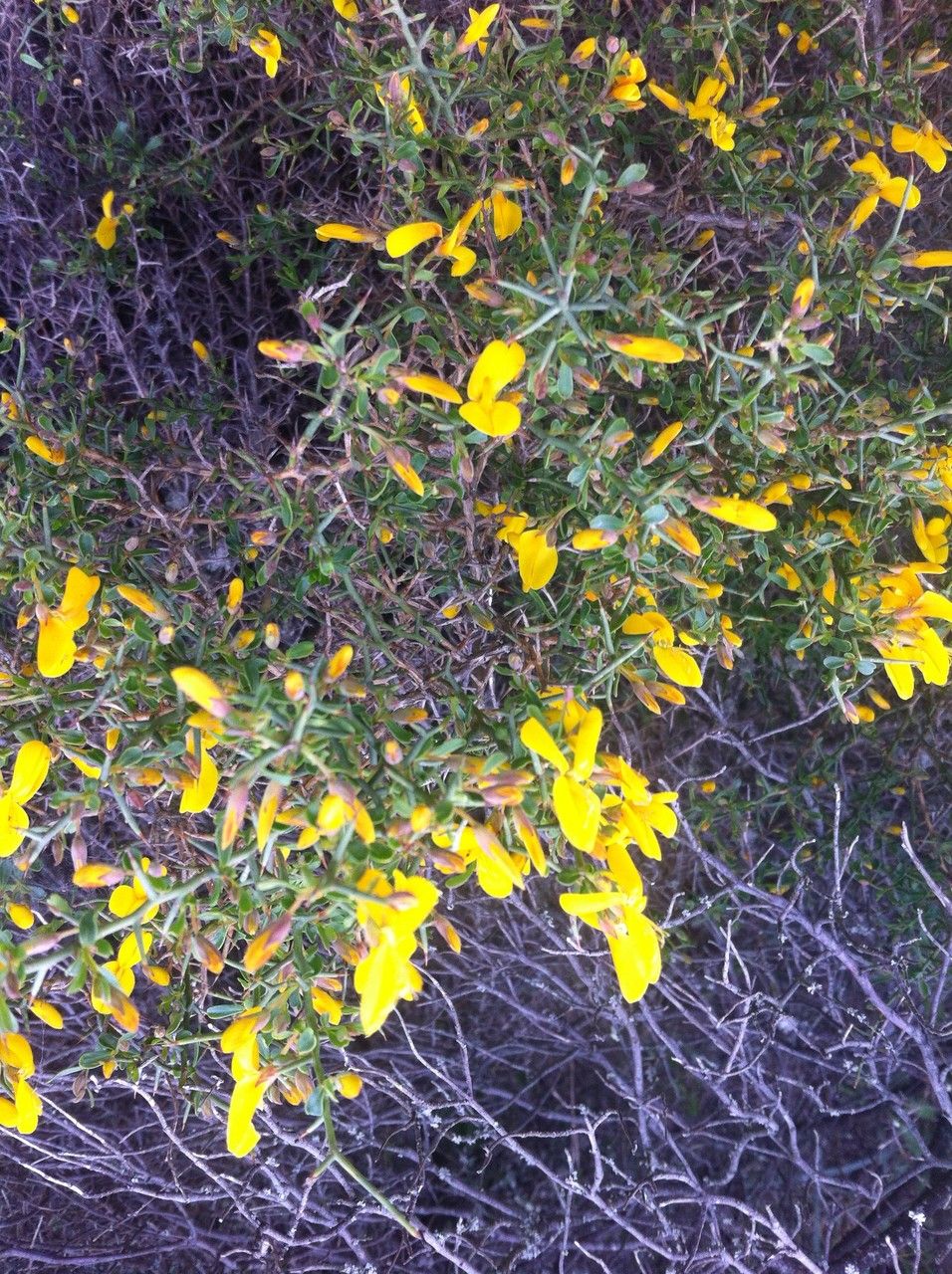 Genista salzmannii other