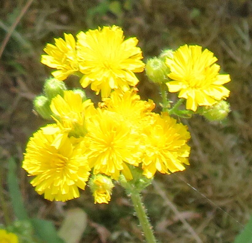 Crepis tectorum flower