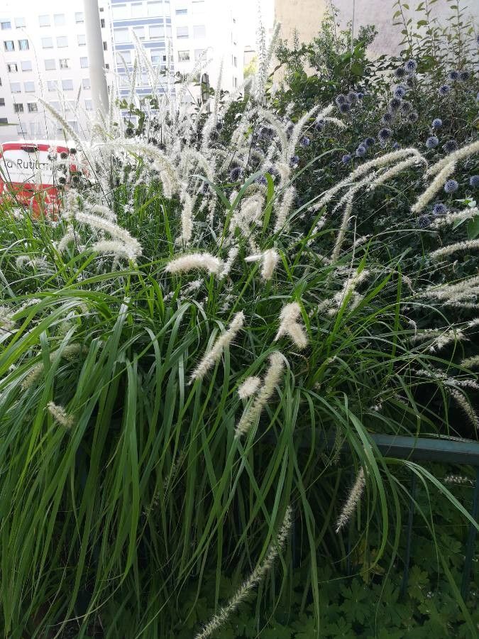Pennisetum purpureum leaf