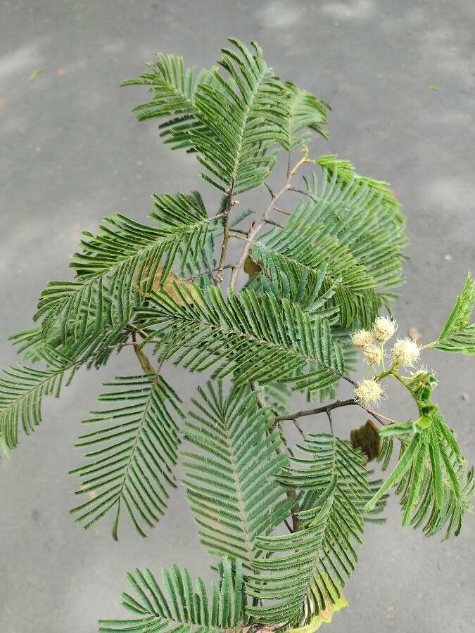 Anadenanthera colubrina — search result for 'Paraguay'