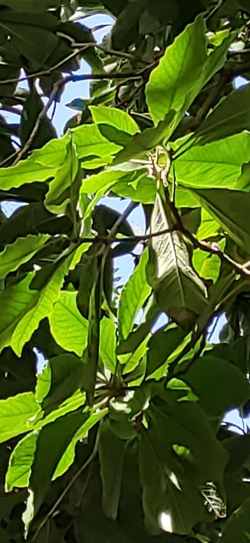 Pittosporum ferrugineum — search result for 'Pittosporum'