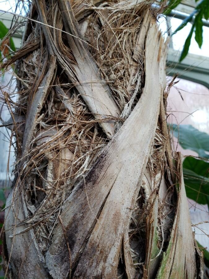 Thrinax parviflora other