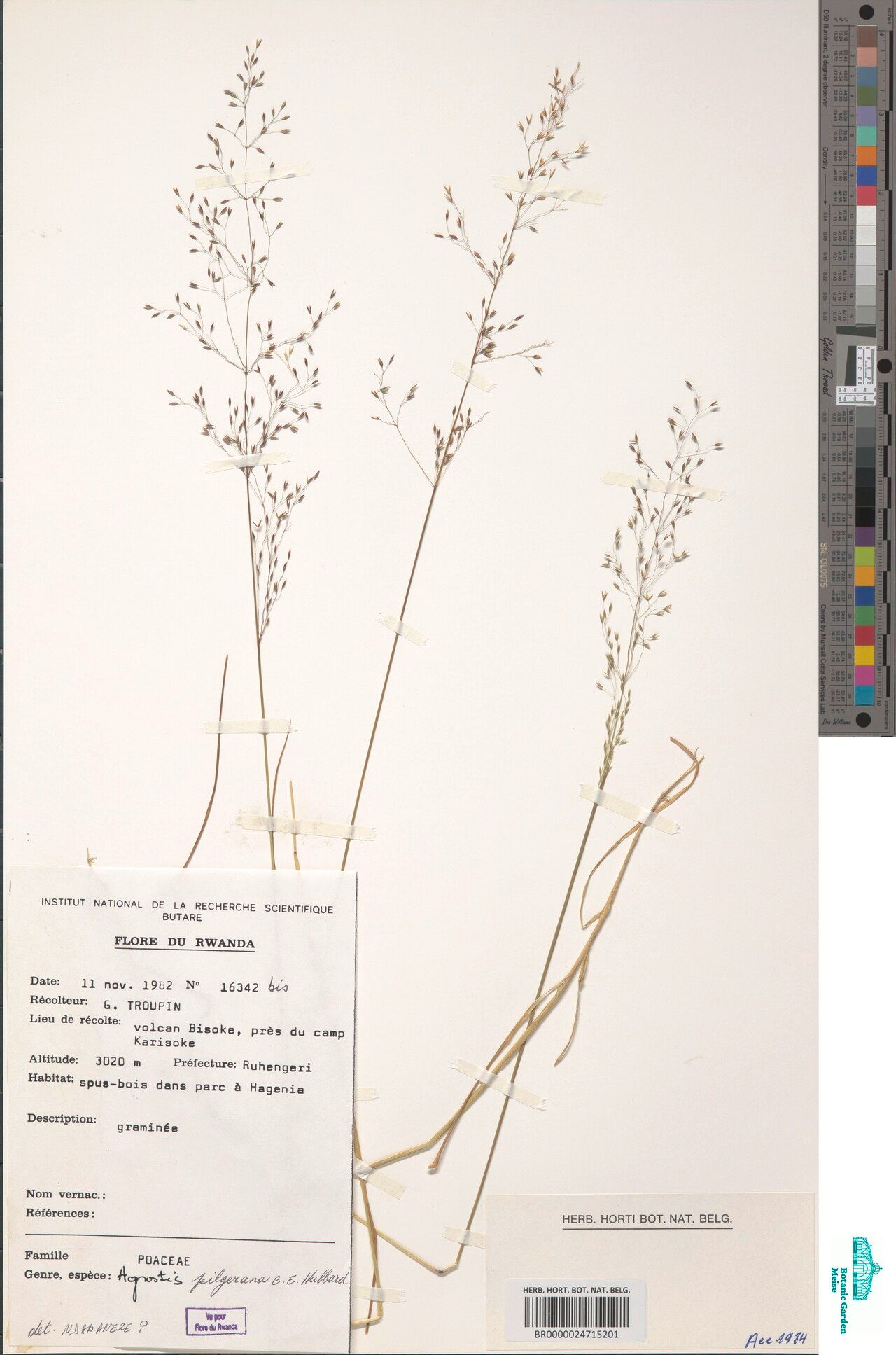 Agrostis pilgeriana — houseplant care guide