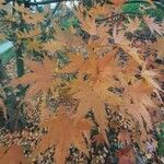 Acer palmatum