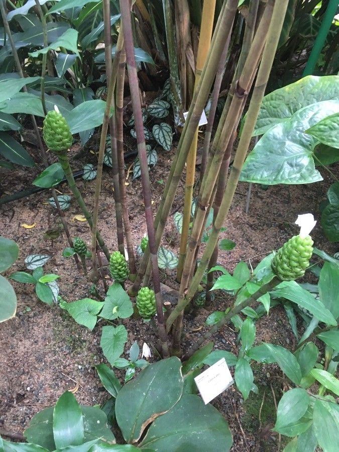 Costus afer habit
