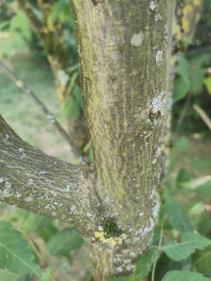 Dipteronia sinensis bark