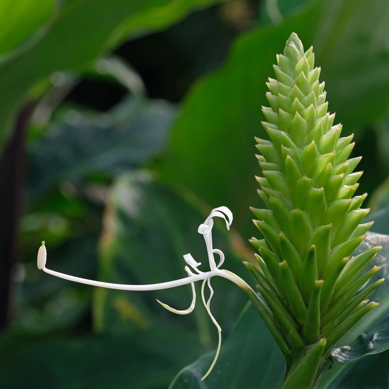 Costus tappenbeckianus — houseplant care guide