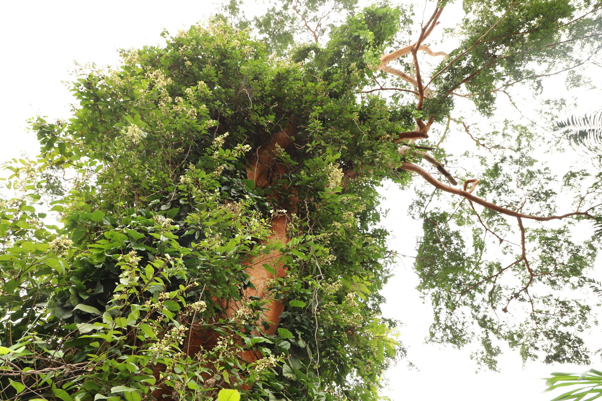 Guibourtia arnoldiana habit