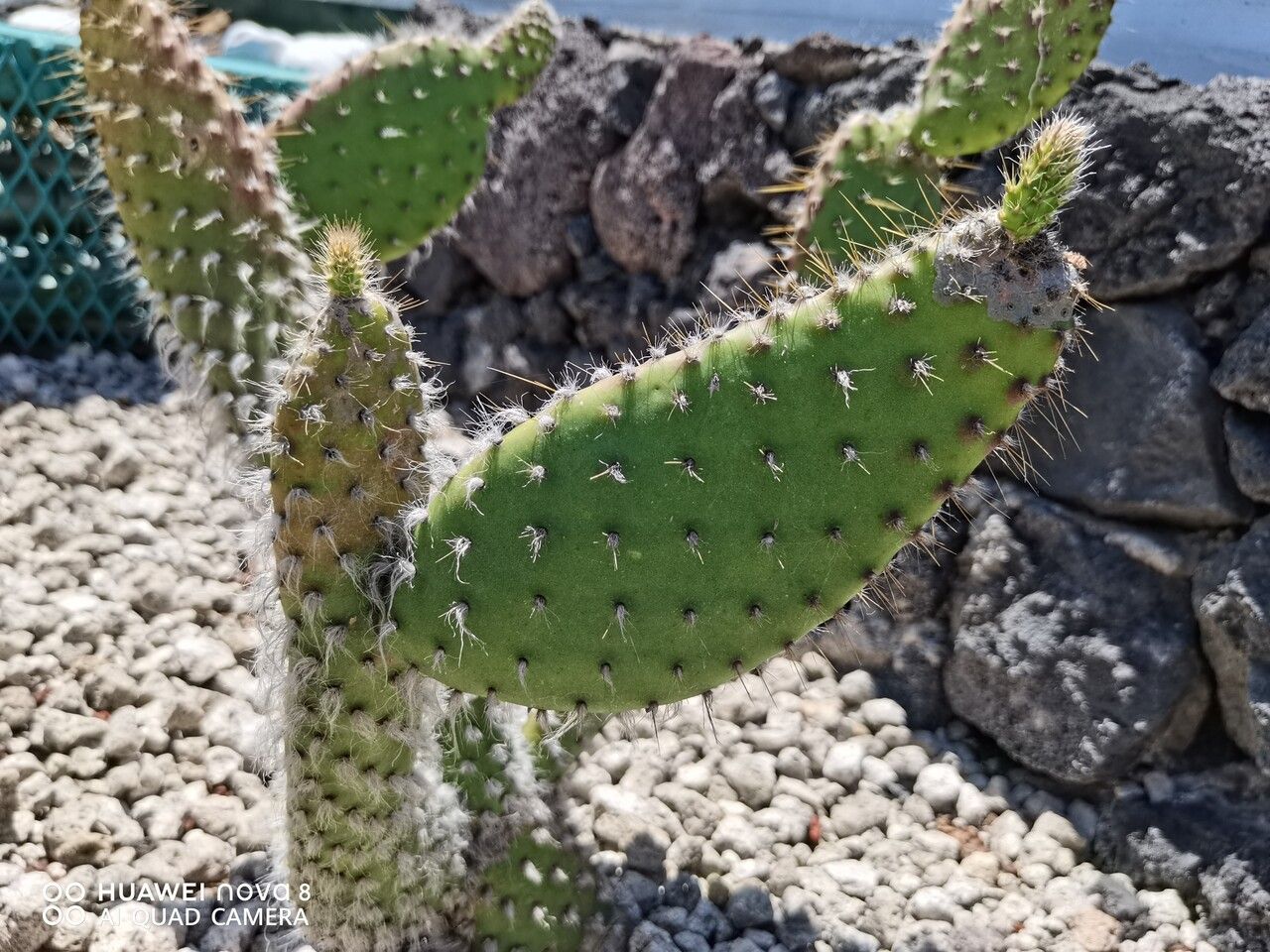 Opuntia orbiculata bark