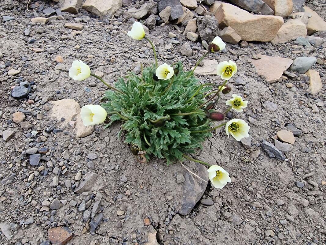 Papaver dahlianum flower