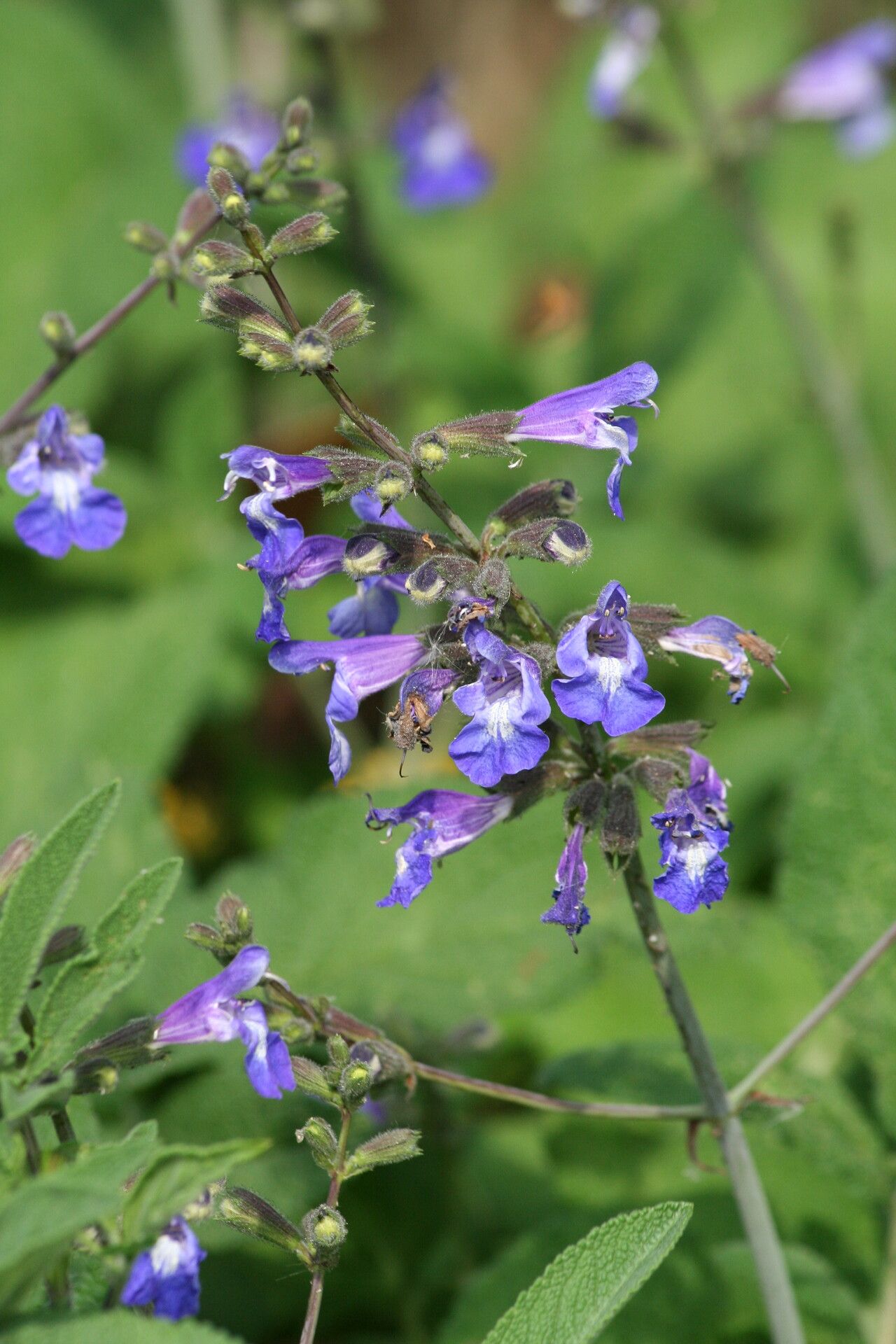 Salvia ringens — houseplant care guide