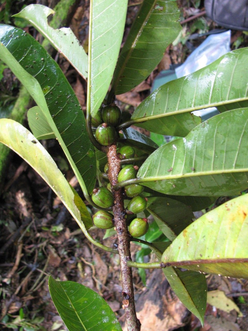 Ficus paraensis other