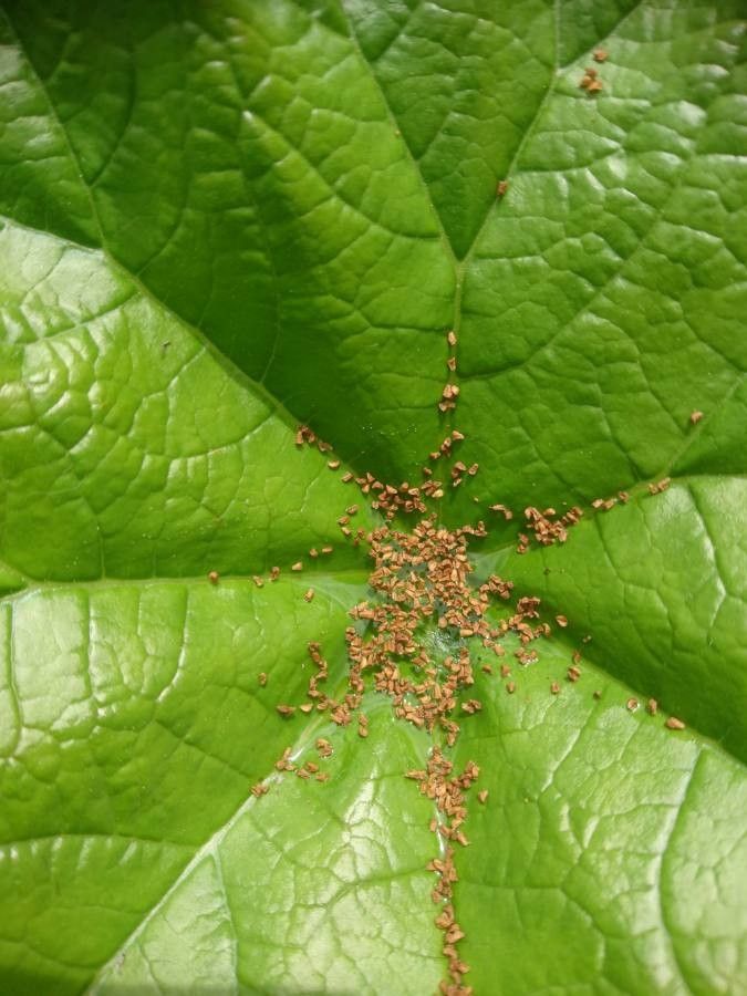 Darmera peltata fruit