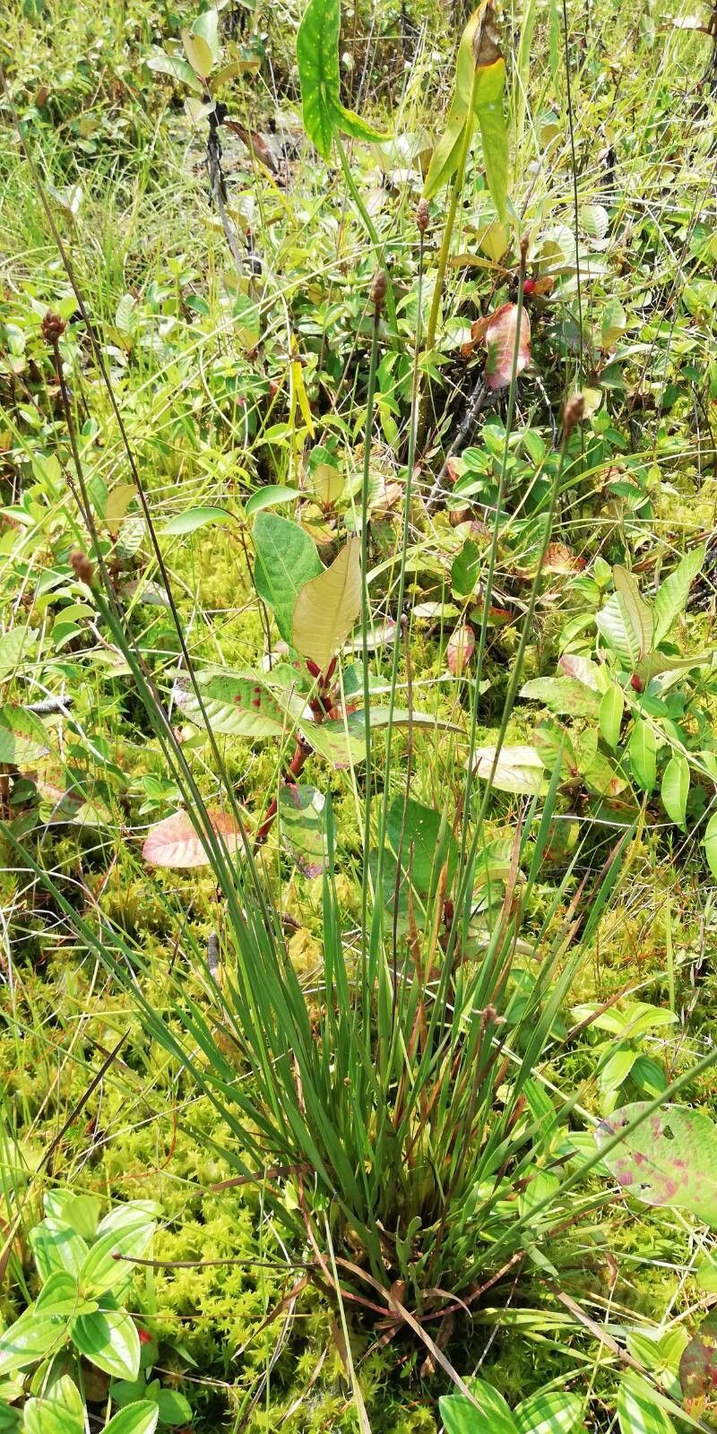 Xyris congensis — houseplant care guide