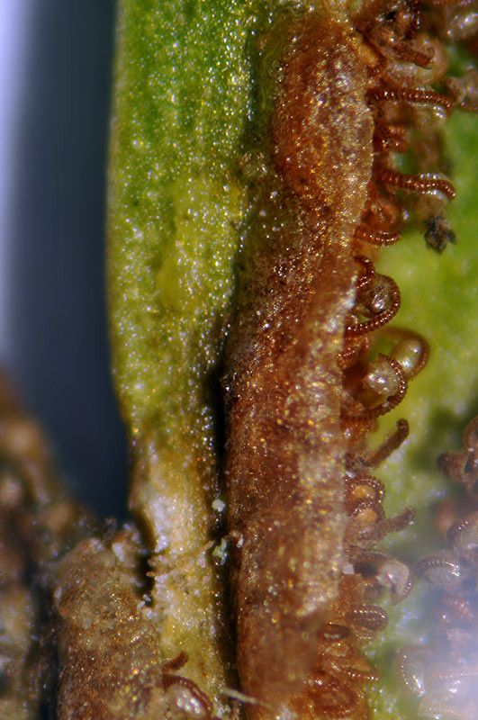 Asplenium x alternifolium fruit