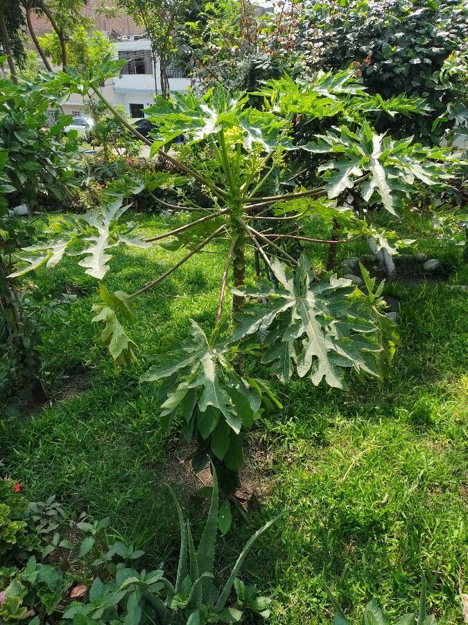Vasconcellea pubescens leaf
