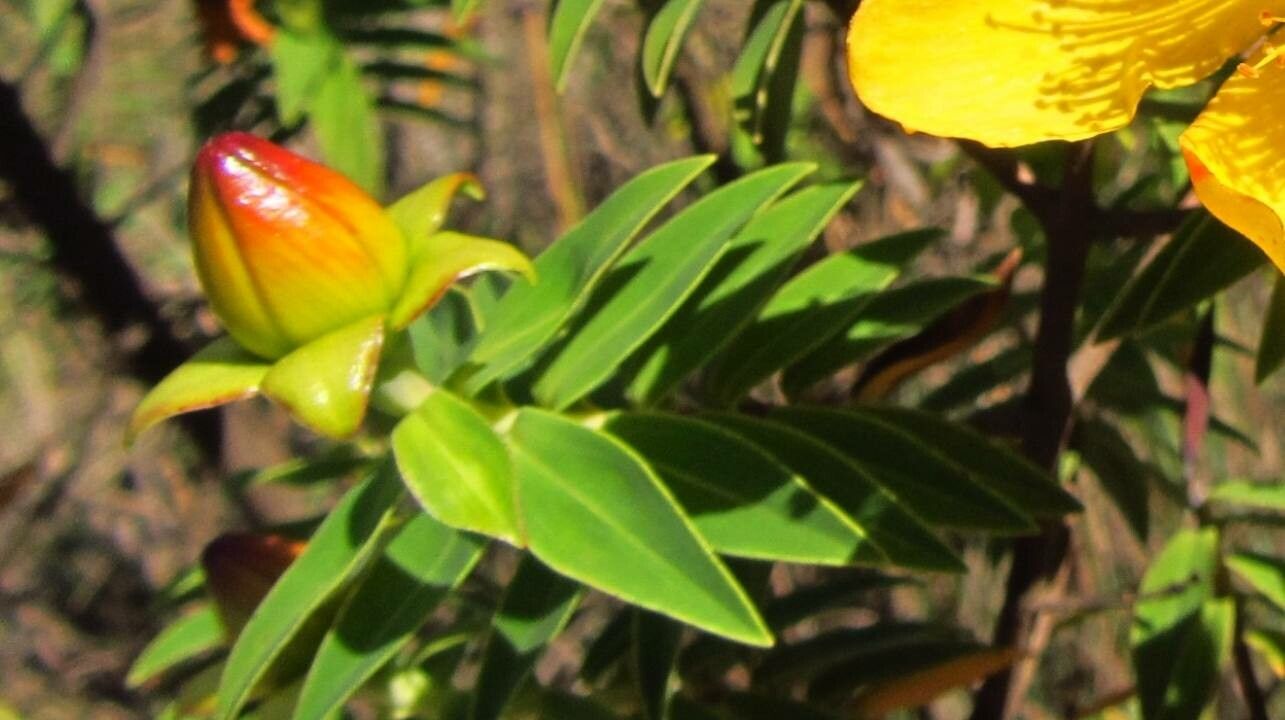 Hypericum revolutum — search result for 'Cameroon'