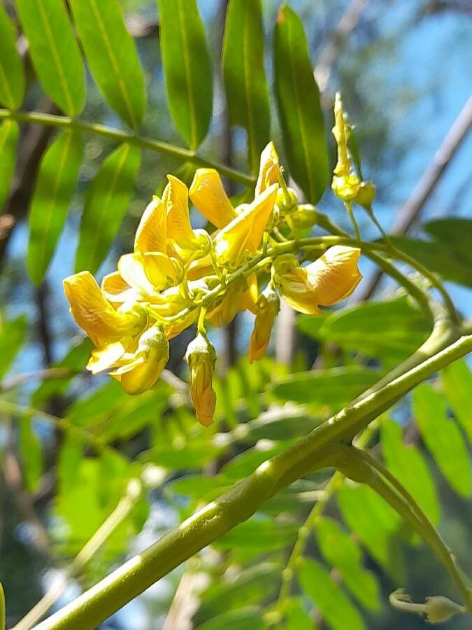 Sesbania virgata flower