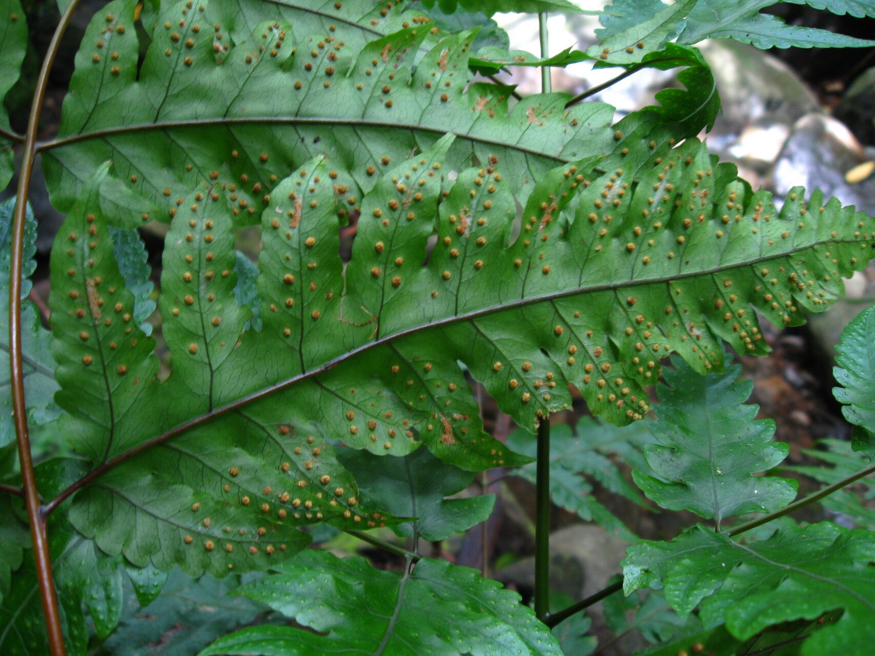 Tectaria fernandensis fruit