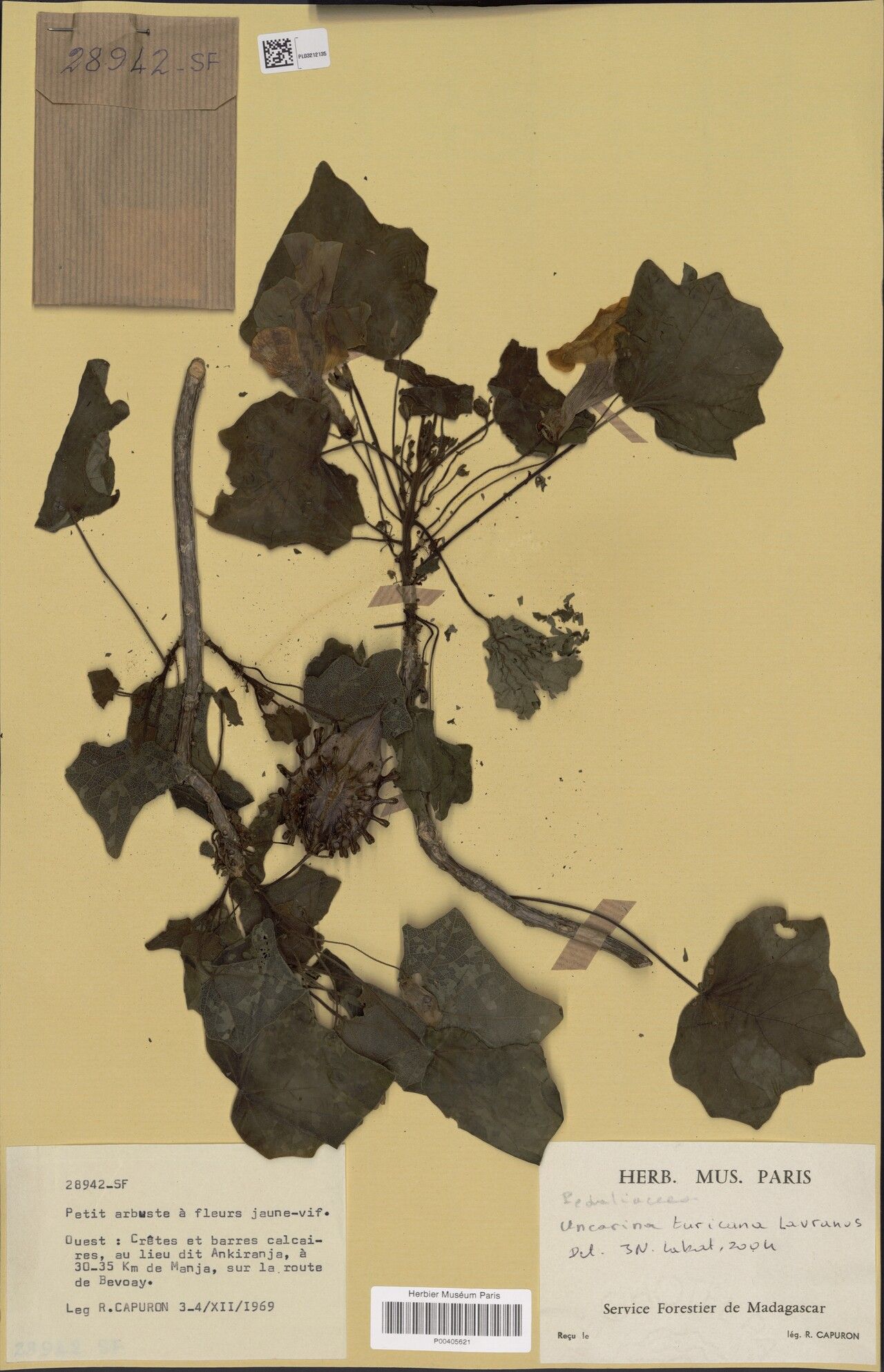 Uncarina turicana — houseplant care guide