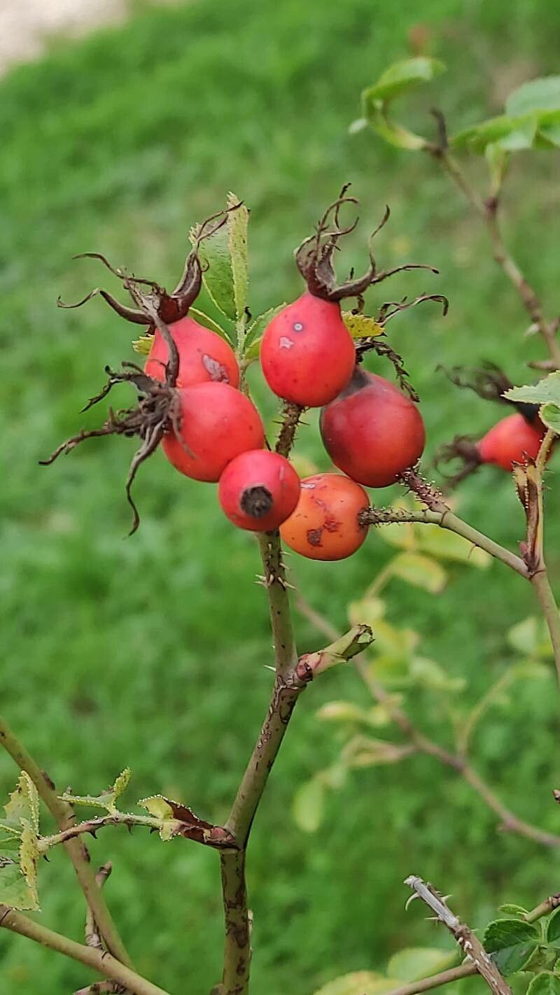Rosa caryophyllacea fruit