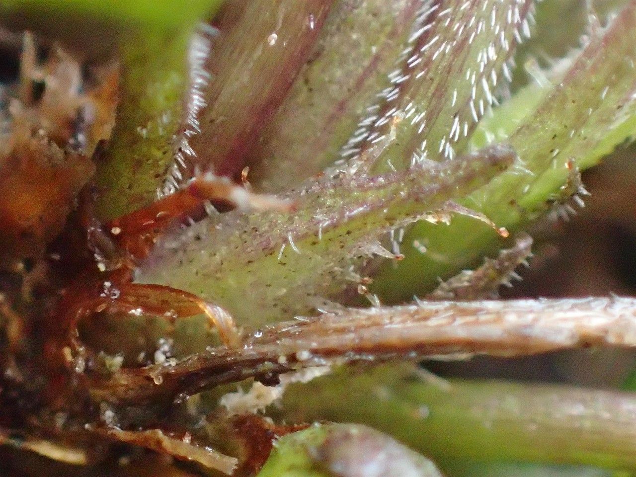 Viola thomasiana bark