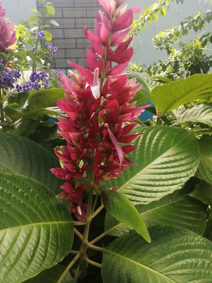 Megaskepasma erythrochlamys fruit