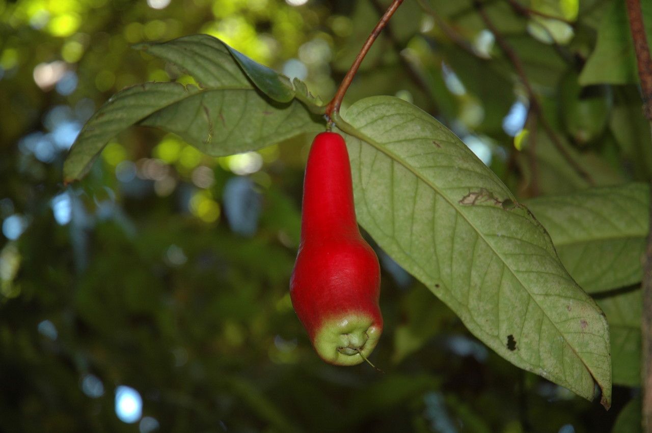 Syzygium coarctatum fruit