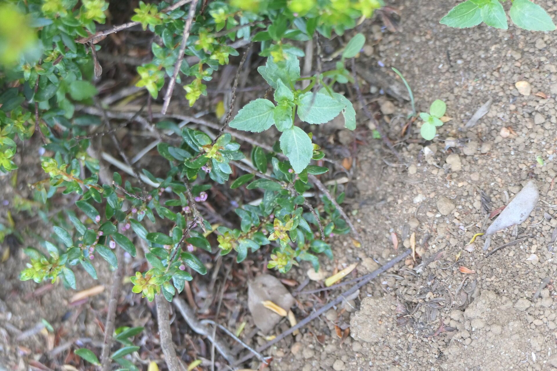 Agathosma ovata bark