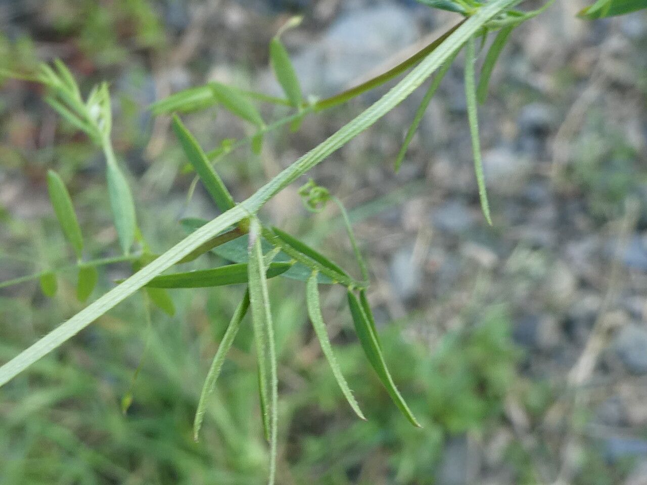 Vicia pubescens — search result for 'Vicia'