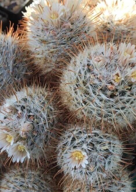 Mammillaria gasseriana habit