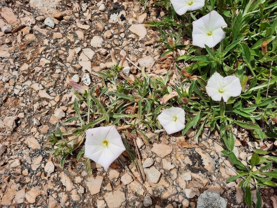 Convolvulus lineatus — search result for 'Convolvulus'