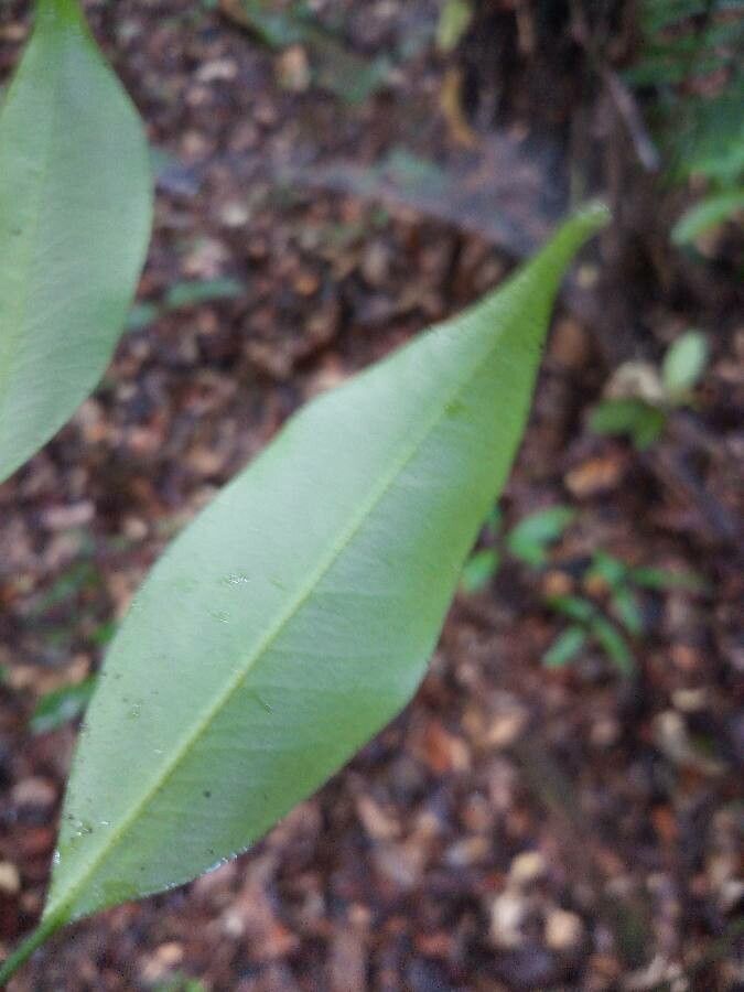 Eugenia pseudopsidium — search result for 'Eugenia'