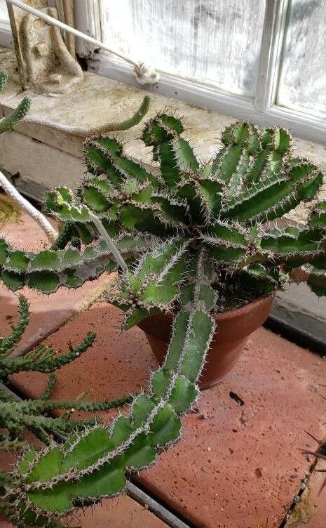 Euphorbia restricta habit