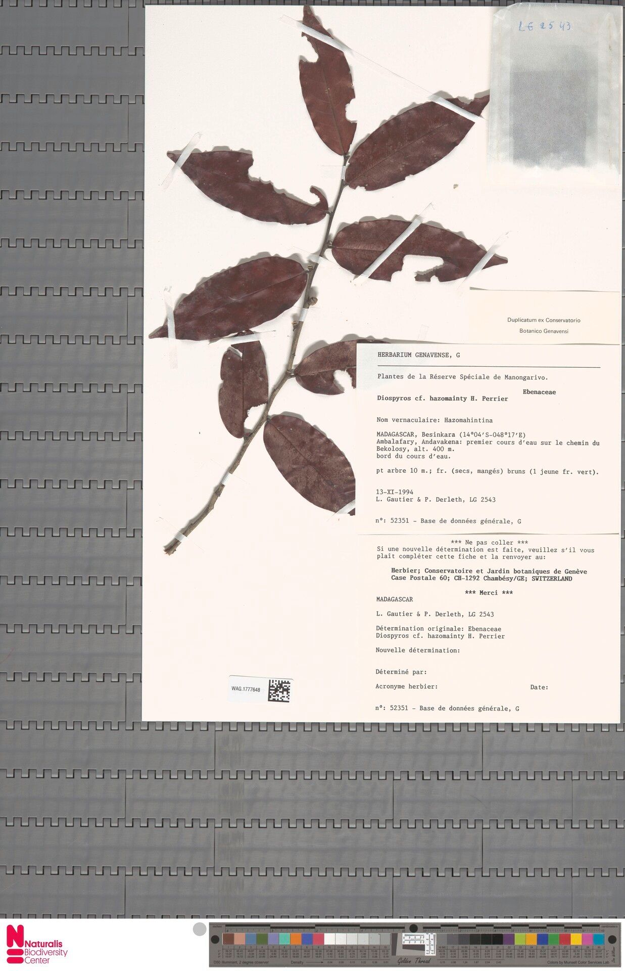 Diospyros hazomainty — houseplant care guide