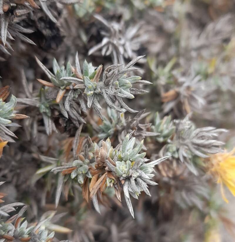 Chuquiraga ulicina — houseplant care guide