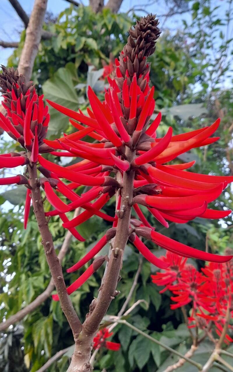 Erythrina speciosa flower