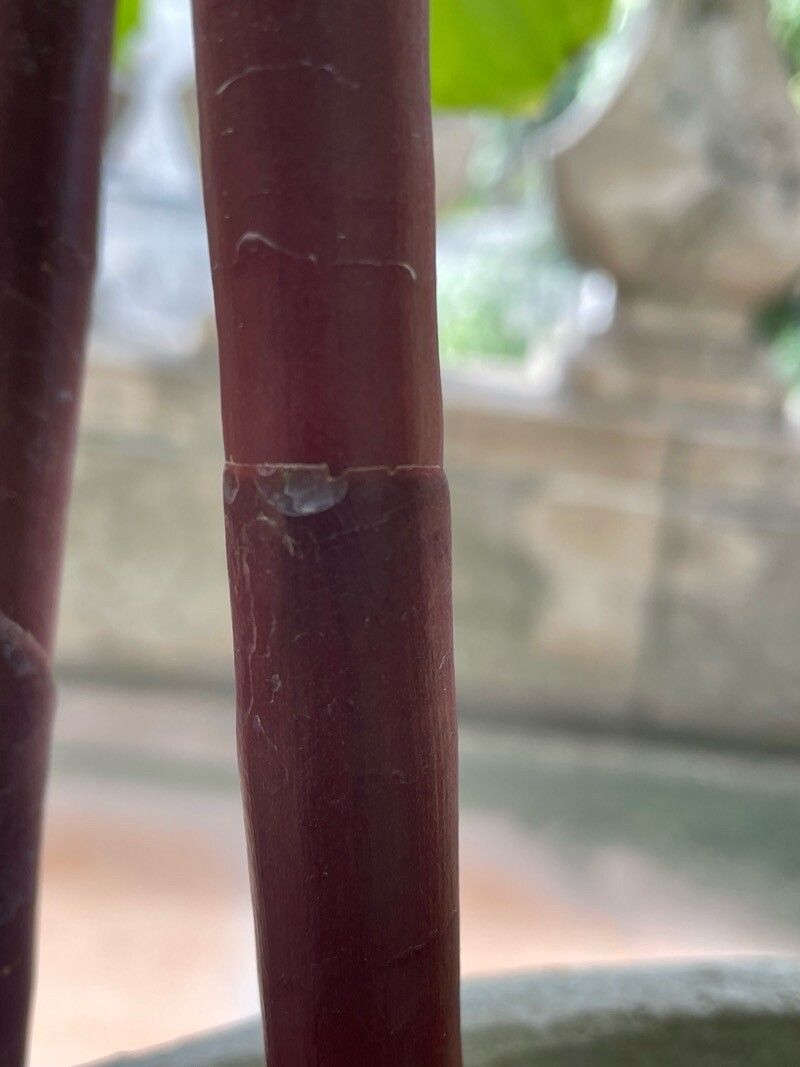 Costus elegans bark
