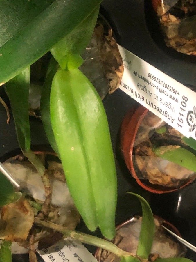 Angraecum eichlerianum leaf