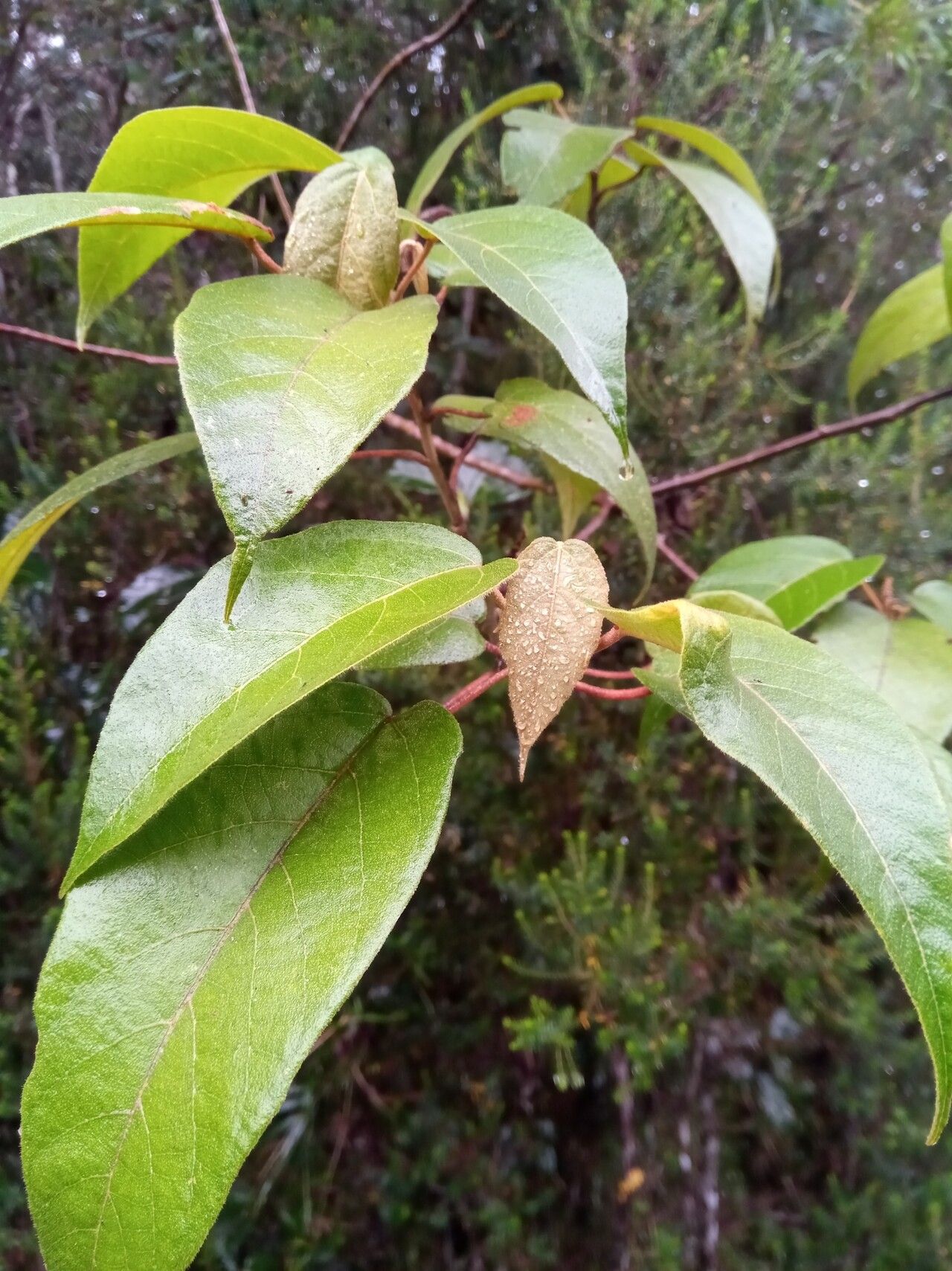 Croton myriaster leaf