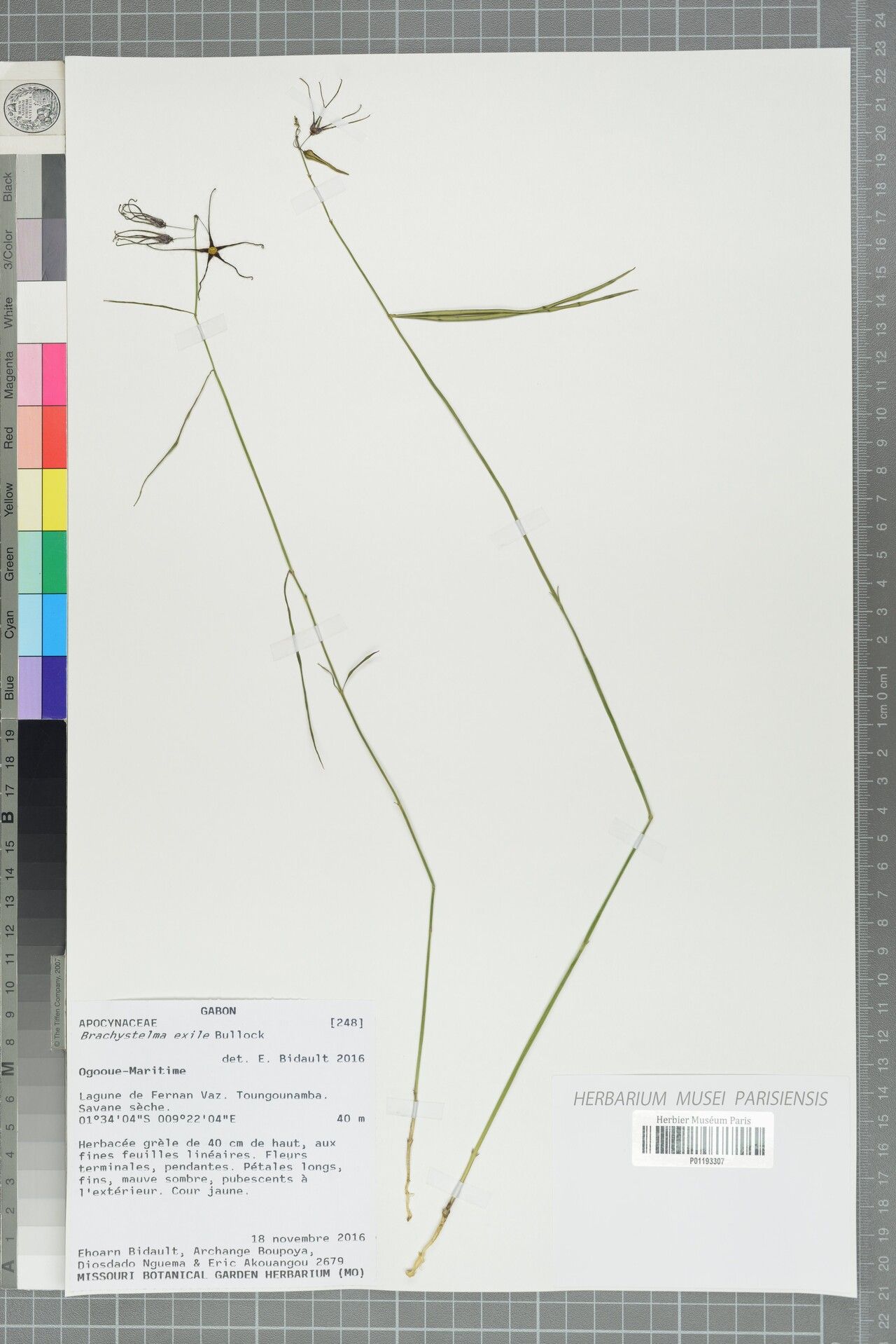 Ceropegia exilis — search result for 'Ceropegia'