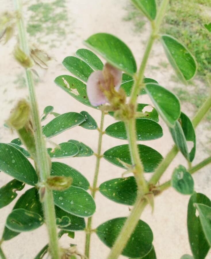 Tephrosia villosa — search result for 'Tephrosia'